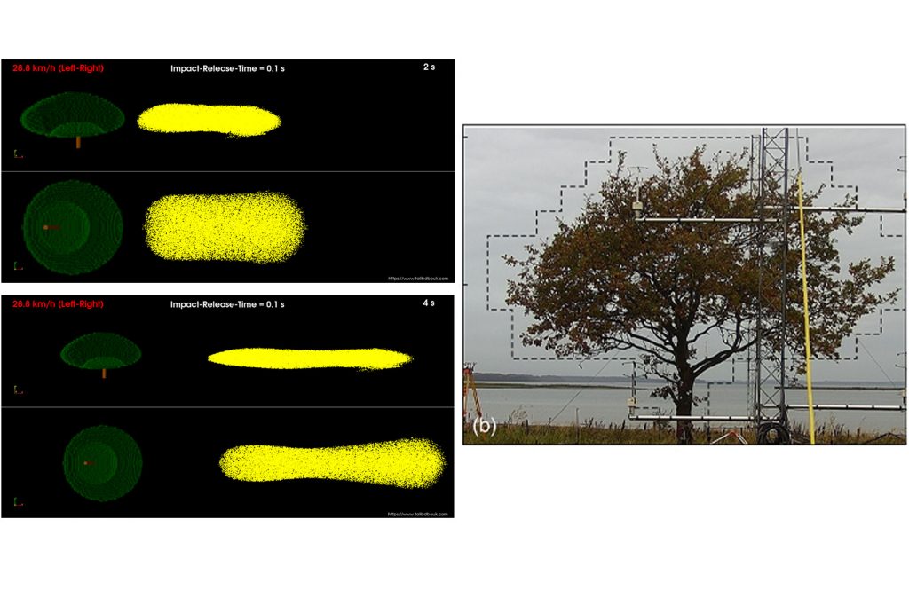 Simulating the detachment and dispersion of pollen around an oak tree. Credit: Dbouk et al.