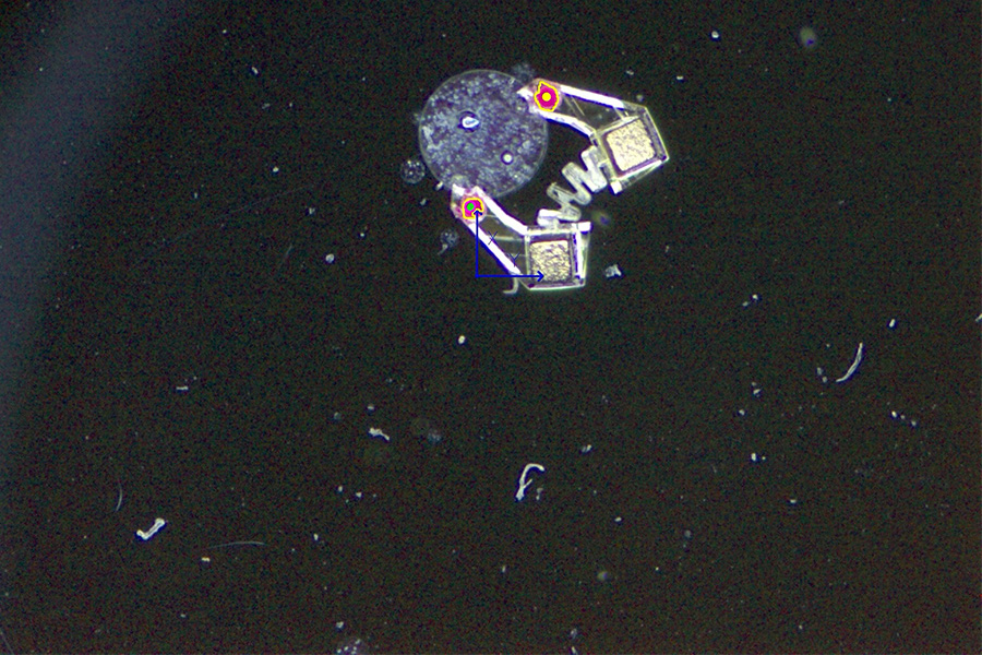 The mobile microgripper in motion. Credit: Davis et al.