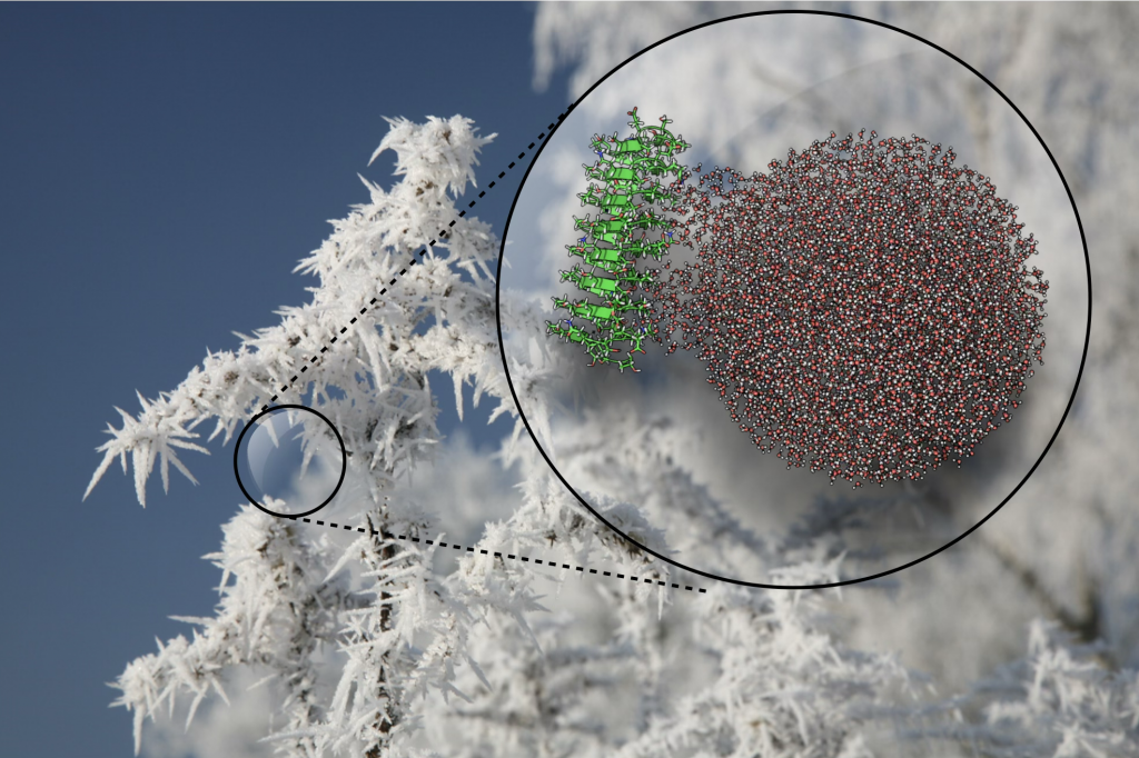 Ice-nucleating proteins order and freeze water at temperatures that would normally not allow ice formation. Researchers take clues from nature for cryopreservation, medicine, and anti-icing technologies. Credit: Golbek et al.