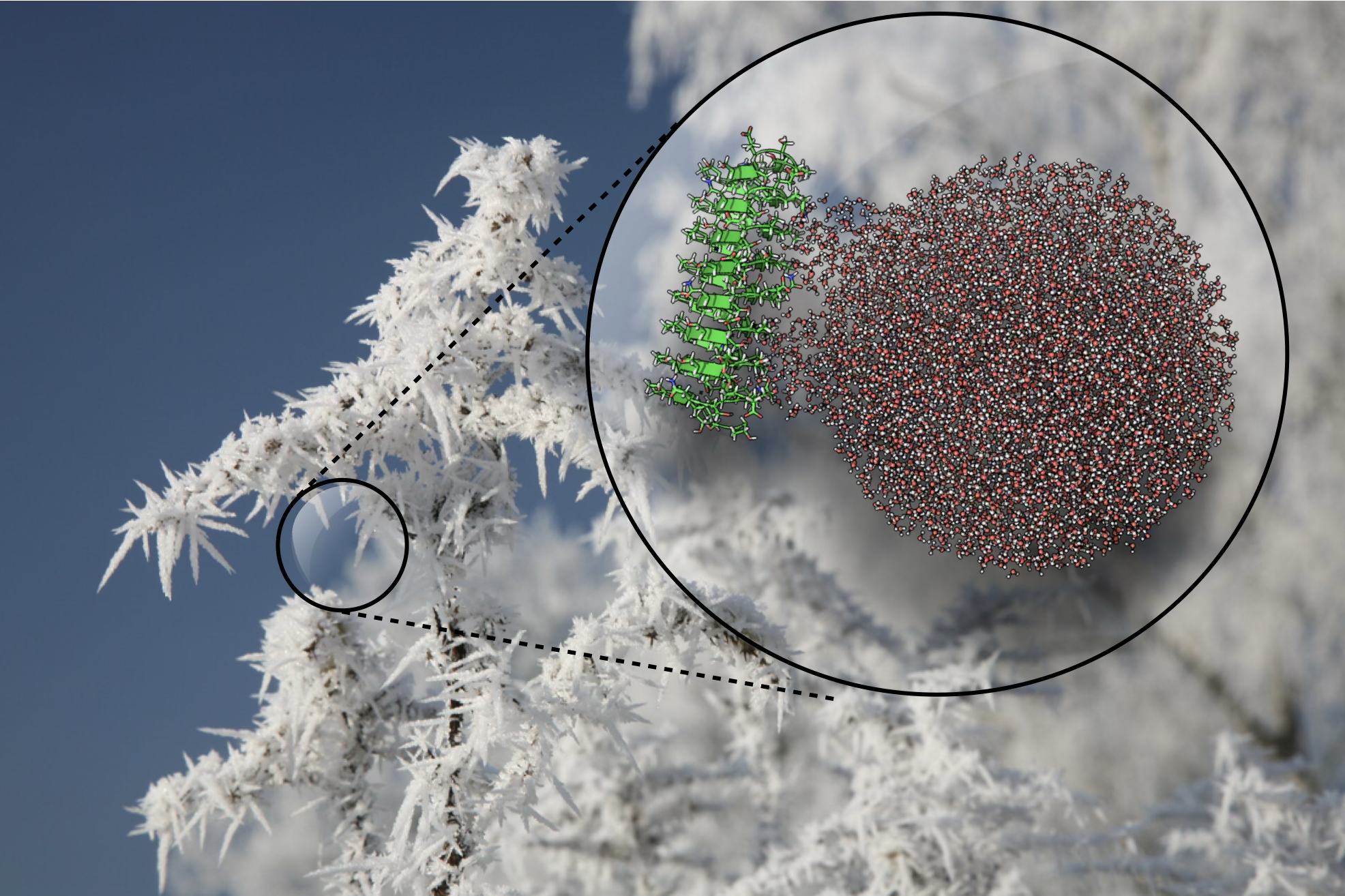 Ice-nucleating proteins order and freeze water at temperatures that would normally not allow ice formation. Researchers take clues from nature for cryopreservation, medicine, and anti-icing technologies. Credit: Golbek et al.