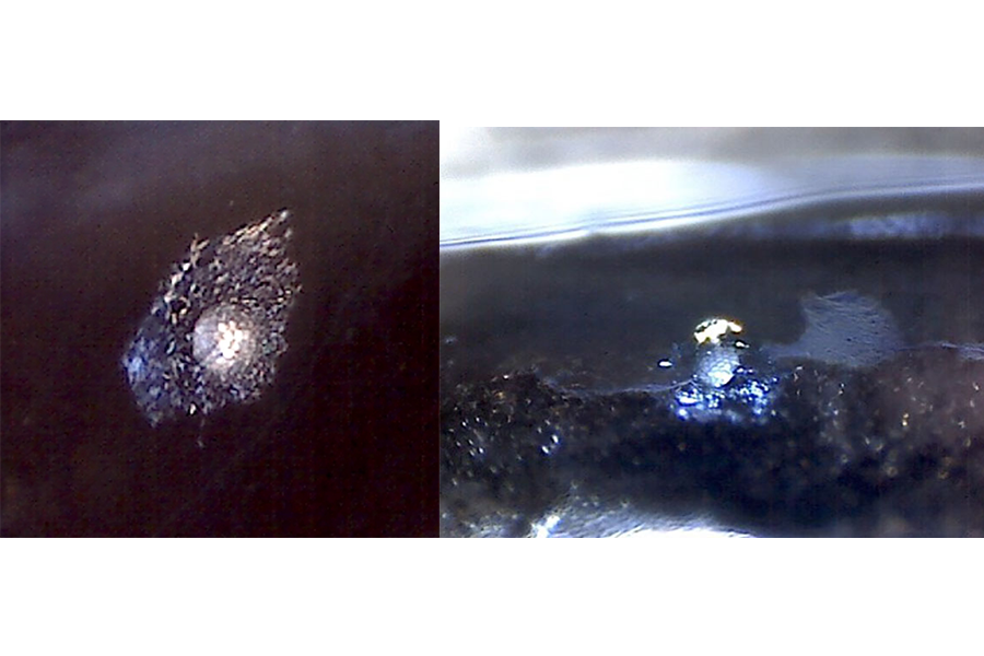 Microcrystals in Bioluminescent Fish Scatter Light Like a Prism