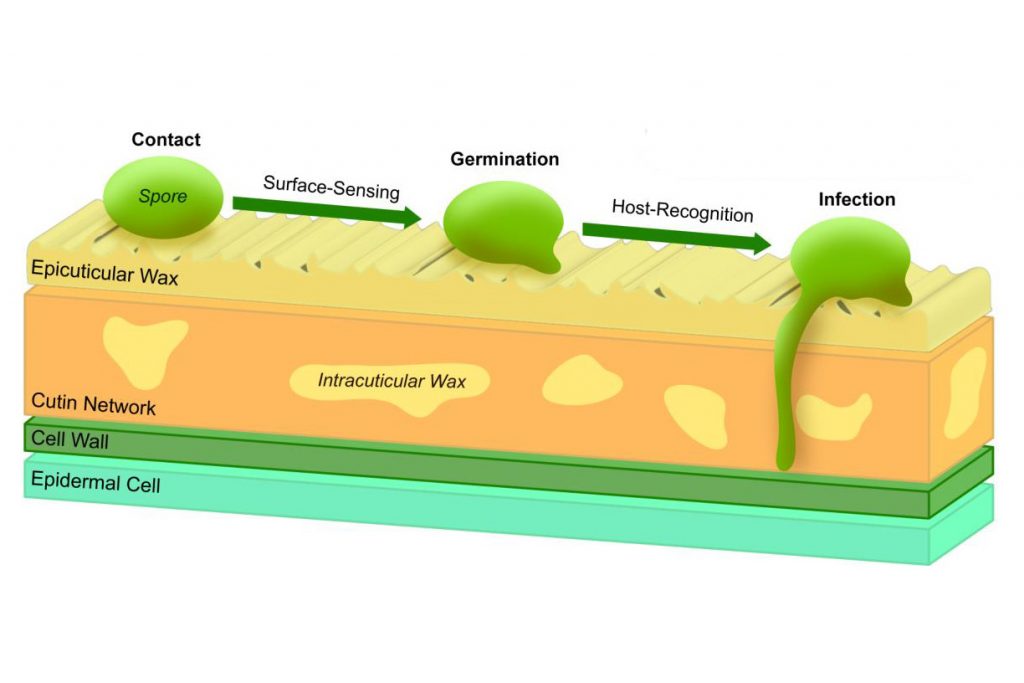 A cross-section diagram of the leaf cuticle shows the surface wax on top, where the fungal contact, germination, and infection begin. Credit: River J. Pachulicz and Bryan R. Coad