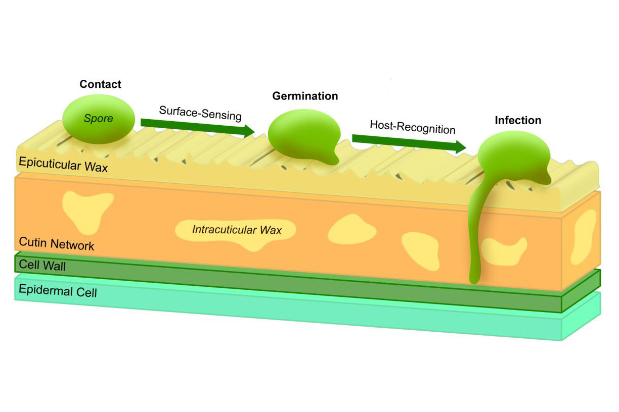 Could Understanding Leaf Surfaces Lead to New Ways to Prevent Crop Disease?