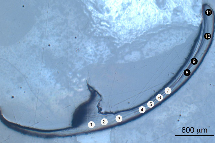 A cross-section of a bristle worm jaw sample with the indentation testing sites labeled 1 to 11. Credit: Zelaya-Lainez et al.