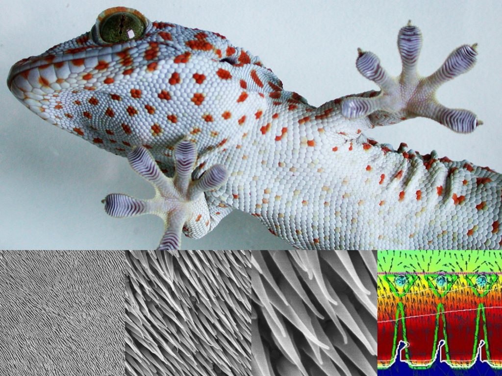 Top: A Tokay gecko clings to a pane of glass. Below: A series of scanning electron microscope images of lizard skin, showing the tiny hairs, or setulae, in greater detail. A computer simulation mimics these hairs, revealing how they trap air and prevent moisture loss. Credit: Filippov et al.