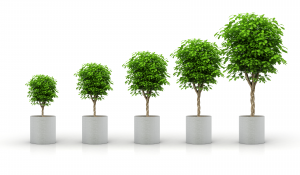 Five potted trees increasing in size from left to right.
