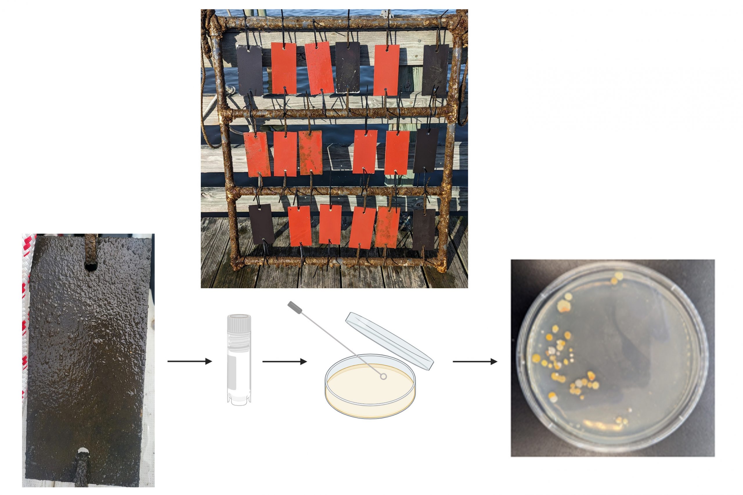 Coated and uncoated PVC panels (top), which encountered bacterial growth after being placed in the Chesapeake Bay (bottom, left). The bacteria were then assayed and their genetics studied (bottom, center and right). Credit: Kenan P. Fears